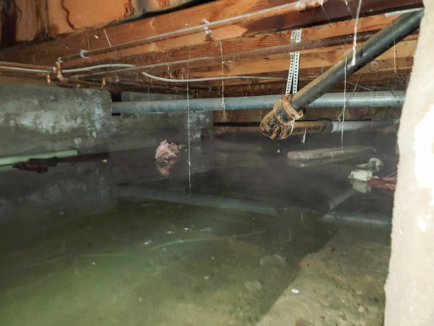 Best Professional water damage repair  in Newark, CA